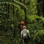 Hutan Kongo: Destinasi Petualangan yang Belum Tersentuh