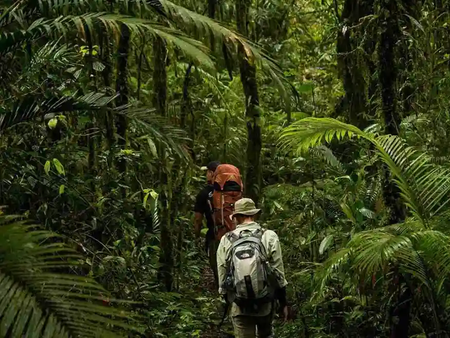Hutan Kongo: Destinasi Petualangan yang Belum Tersentuh