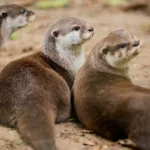 New Forest National Park, Hutan Tua Inggris yang Penuh Pesona Liar