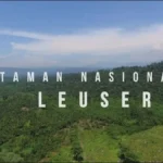 Taman Leuser, Surga Rimba Sumatera yang Menyimpan Pesona Liar